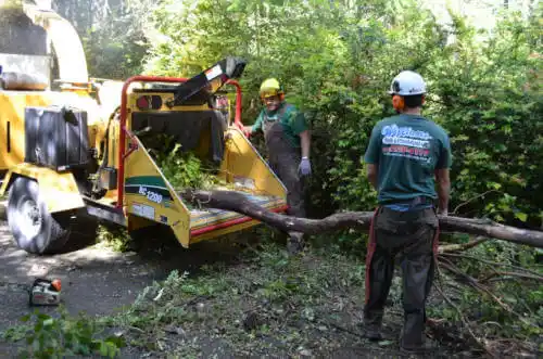 tree services Lakehead